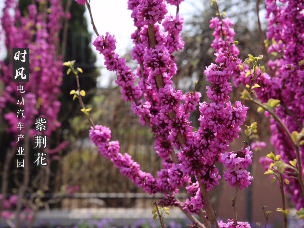 紫；；；；；