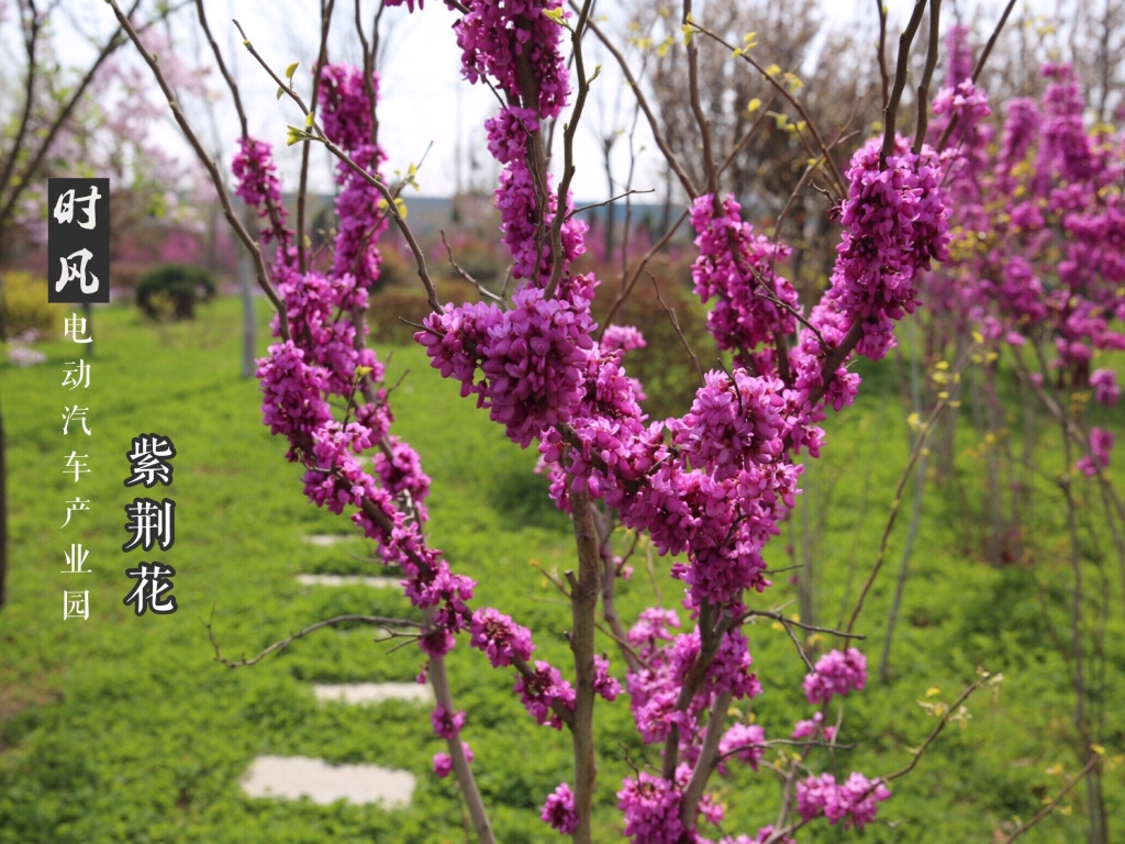 壹定发电动工业园紫；；；；；